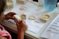 Les petits labos du Musée "Les fossiles" / à la Pouponnière à Lille