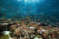 Corail Renaissance à Clermont-Ferrand