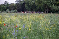 Balade sauvage : les plantes alliées de la santé des femmes à Lille