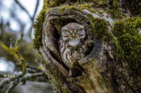 Plume de nuit à Lille