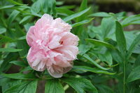 Visite libre des jardins de Mon Moulin et de sa collection nationale de pivoines à Joinville