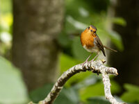 Les oiseaux de nos jardins à Lille