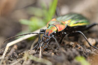 Les petites bêtes du sol à Lille
