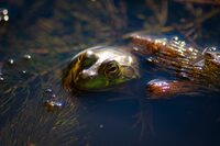 Les chants des amphibiens à Davrey