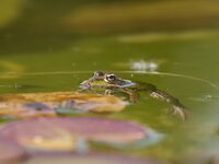 FÊTE DE LA NATURE à Caraman