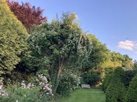 Visite guidée : le Jardin botanique "Le Clos de Chanchore" et la vue ! à Fresne-Cauverville