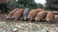Repas à la ferme à Les Salles-du-Gardon