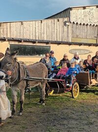Mon petit âne à Granville