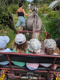 Bal'ane : découverte des plantes en carriole tirée par l'âne à Granville