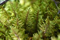 Conférence : Plongez dans le monde immense des minuscules mousses à Aix-en-Provence