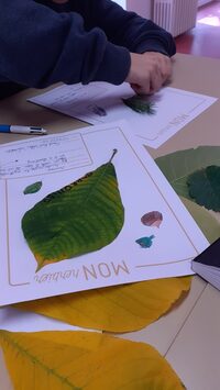 Fabrique ton herbier à Guebwiller