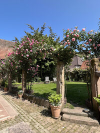 Visite d'un jardin de roses à Andlau