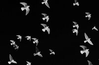 Exposition photos : Staccato à Lille