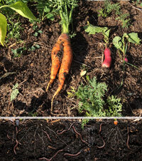 Rendre visible tout ce monde qui s’active autour des plantes du jardin à Barr