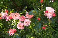 Venez découvrir un jardin au milieu de nulle part... à La Croix-aux-Mines