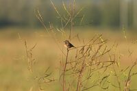 Des marais à découvrir à Carentan-les-Marais