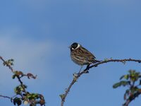 Les oiseaux nicheurs à Sainte-Marie-du-Mont