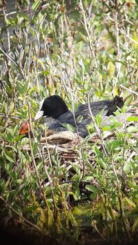 L’oiseau fait son nid à Carentan-les-Marais