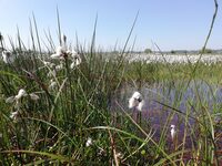 Découverte d’une tourbière au printemps à Doville