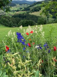 Ouverture du jardin du bout de la forêt à Lapoutroie