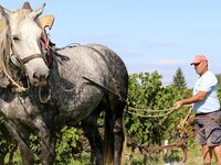 Portes ouvertes au Domaine Ménard à Bourgueil