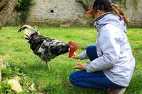 Visite des p'tits fermiers: nourrissage des animaux de la ferme-musée du Cotenti à Sainte-Mère-Église