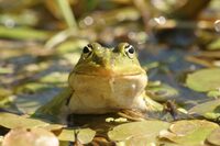Découvrir le peuple des mares à Carentan-les-Marais
