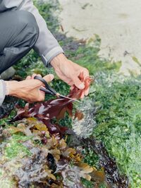 Sortie découverte des algues marines à Cléder