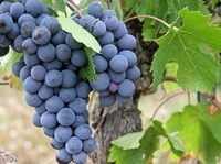 Caves Ouvertes du Domaine Marchesseau à Bourgueil
