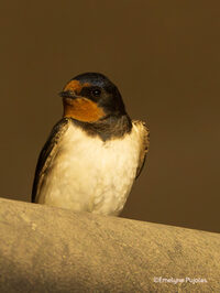 À la découverte des espèces d'oiseaux de nos parcs et jardins à Marseille 4e