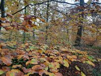 Randonnée patrimoine « La forêt pendant la guerre » à Montfiquet