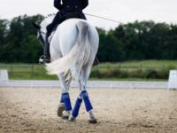 Concours de dressage à Cernay