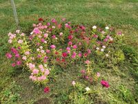 Rendez-vous aux jardins à Melrand