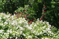 Visite découverte d'un jardin privé et de sa roseraie à Grandvaux