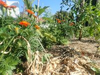 10 ans de Canop'terre à Erstein