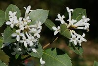 Visite guidée : à première vue quelle est cette plante ? à Carrouges