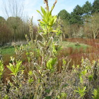 L'ARRIVÉE DU PRINTEMPS AU PUYTHOUCK à Grande-Synthe