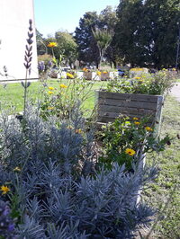 Rendez-vous au jardin Chêne des anglais à Nantes