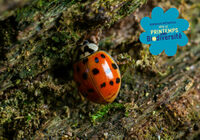 Balade dans le parc Ausone et observation des insectes à Bruges