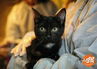 Rencontre avec les bénévoles de la maison SPA de Tourcoing à Tourcoing