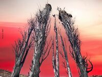 INCENDIES DE L'AUDE EN 2025 TRAGÉDIE ET ESPOIR à Capendu