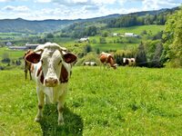 Fête du munster au Pays Welche à Lapoutroie