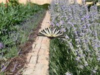 Animations sensorielles Jardins du Château Val Joanis à Pertuis