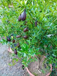 CONFERENCE  - Les agrumes d'extérieur à Rennes