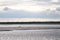Découverte des oiseaux et des phoques de la baie des Veys à Sainte-Marie-du-Mont