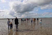 Baie des Veys : ses oiseaux, ses phoques à Carentan-les-Marais