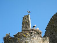 Au château des cigognes à Saint-Fromond