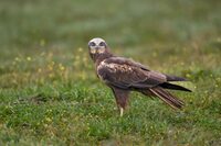 Oiseaux nicheurs de la réserve de la Taute à Graignes-Mesnil-Angot