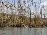 Le retour du Bièvre en Hauts-de-France à Auxi-le-Château