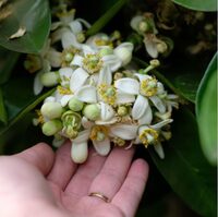 LES VENDREDIS FLEURIS à Eus